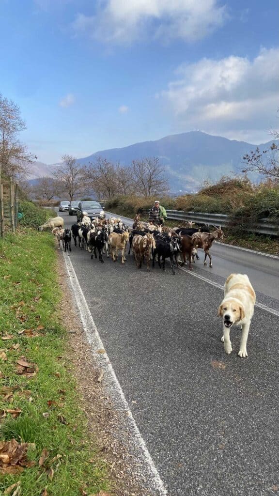 Herd of goats walking along a mountain road on the Amalfi Coast with a shepherd dog
